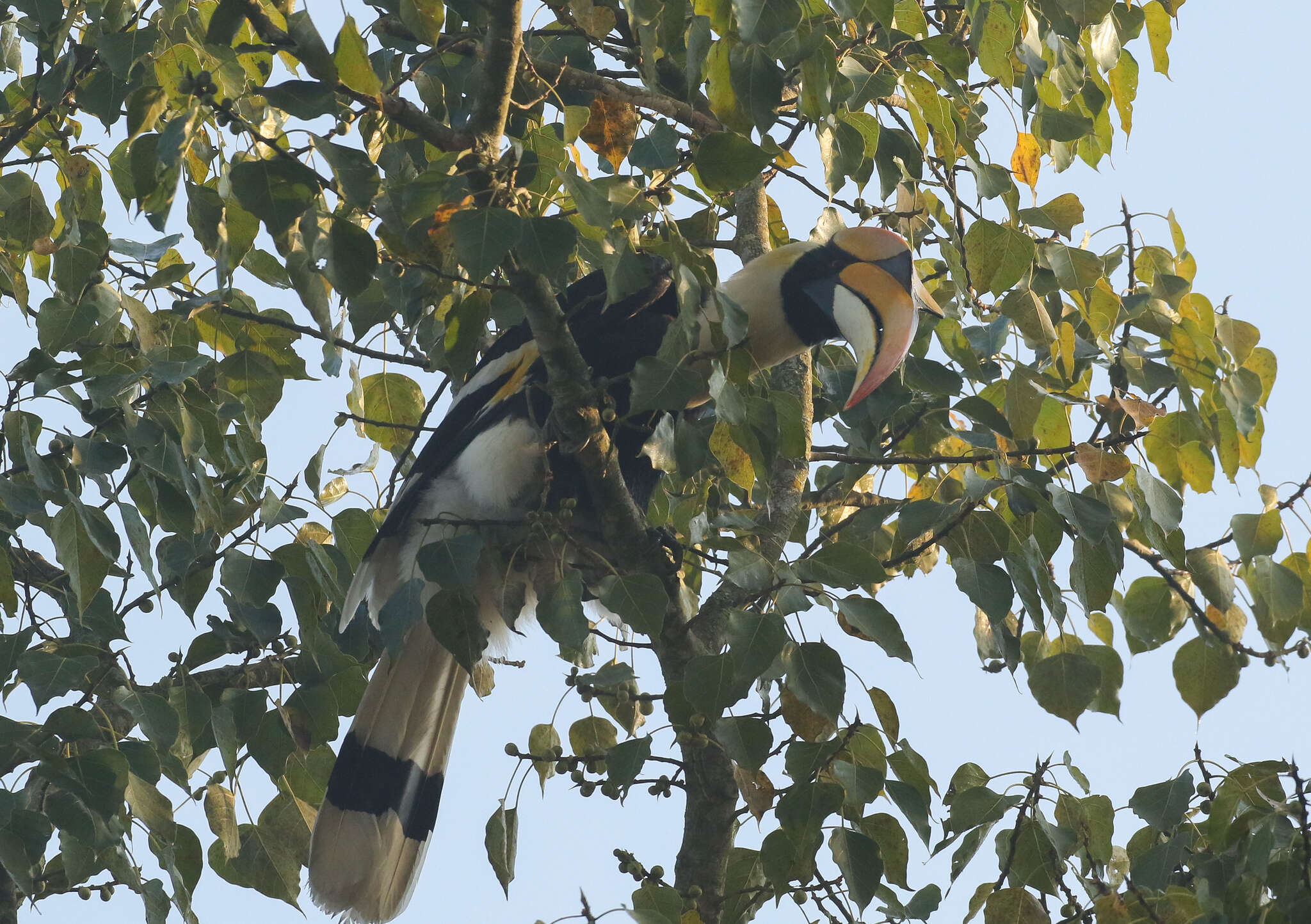 Image of Great Indian Hornbill