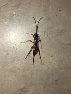 Mesostenus thoracicus Cresson 1864的图像