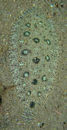 Image of Heteromycteris