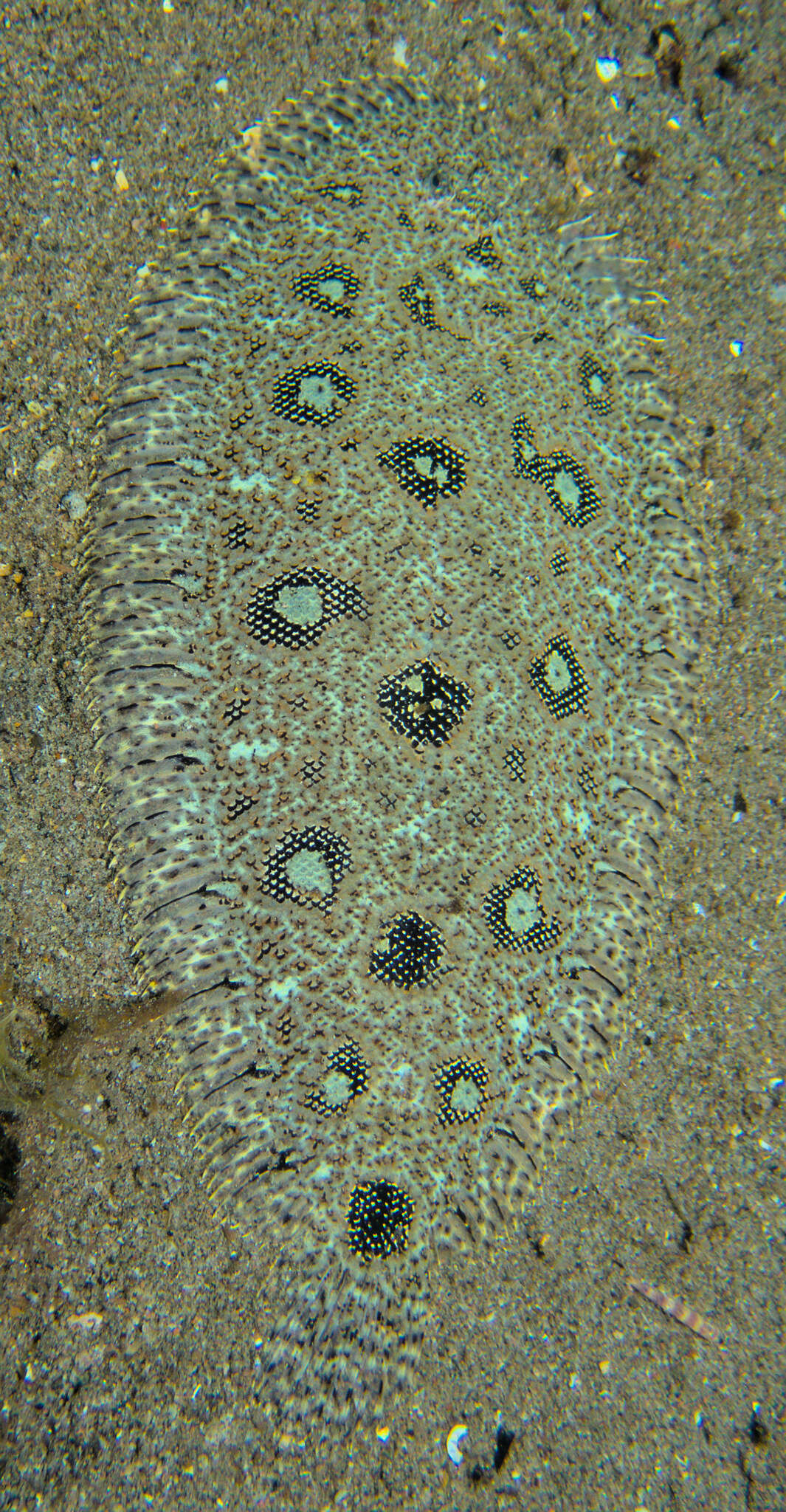 Image of Heteromycteris