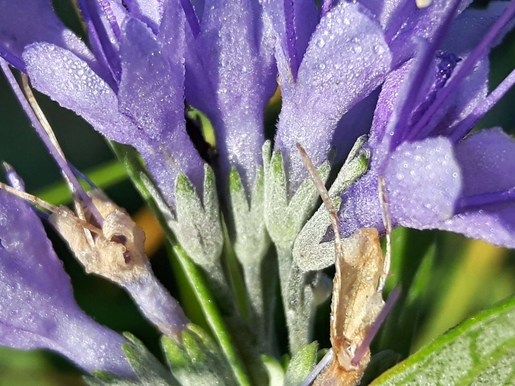 Image of Caryopteris mongholica Bunge