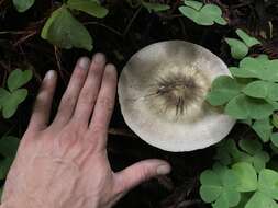 Image of Agaricus deardorffensis Kerrigan 2016