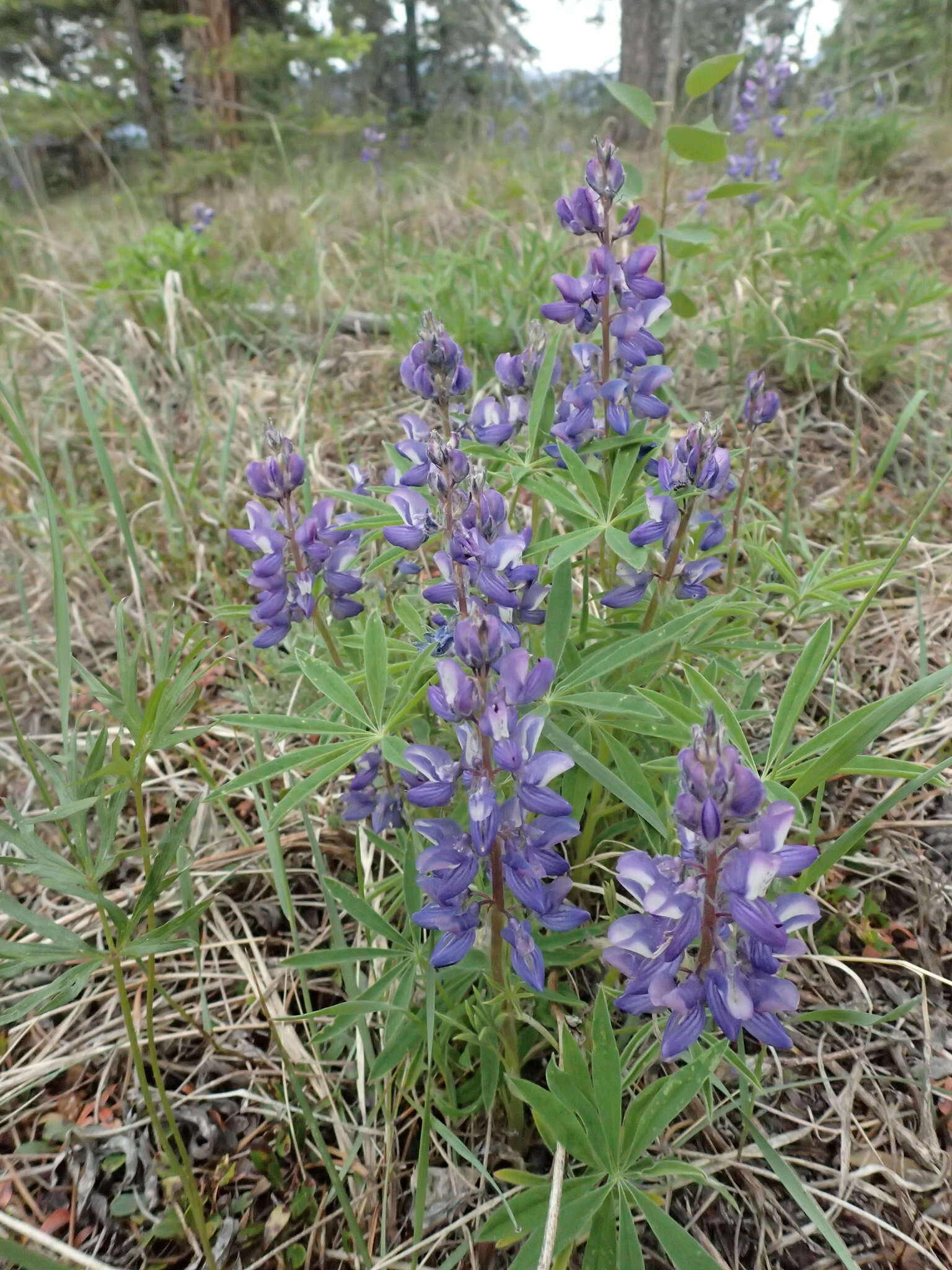 Image of arctic lupine