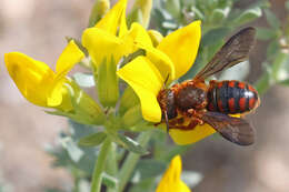 Imagem de Rhodanthidium Isensee 1927