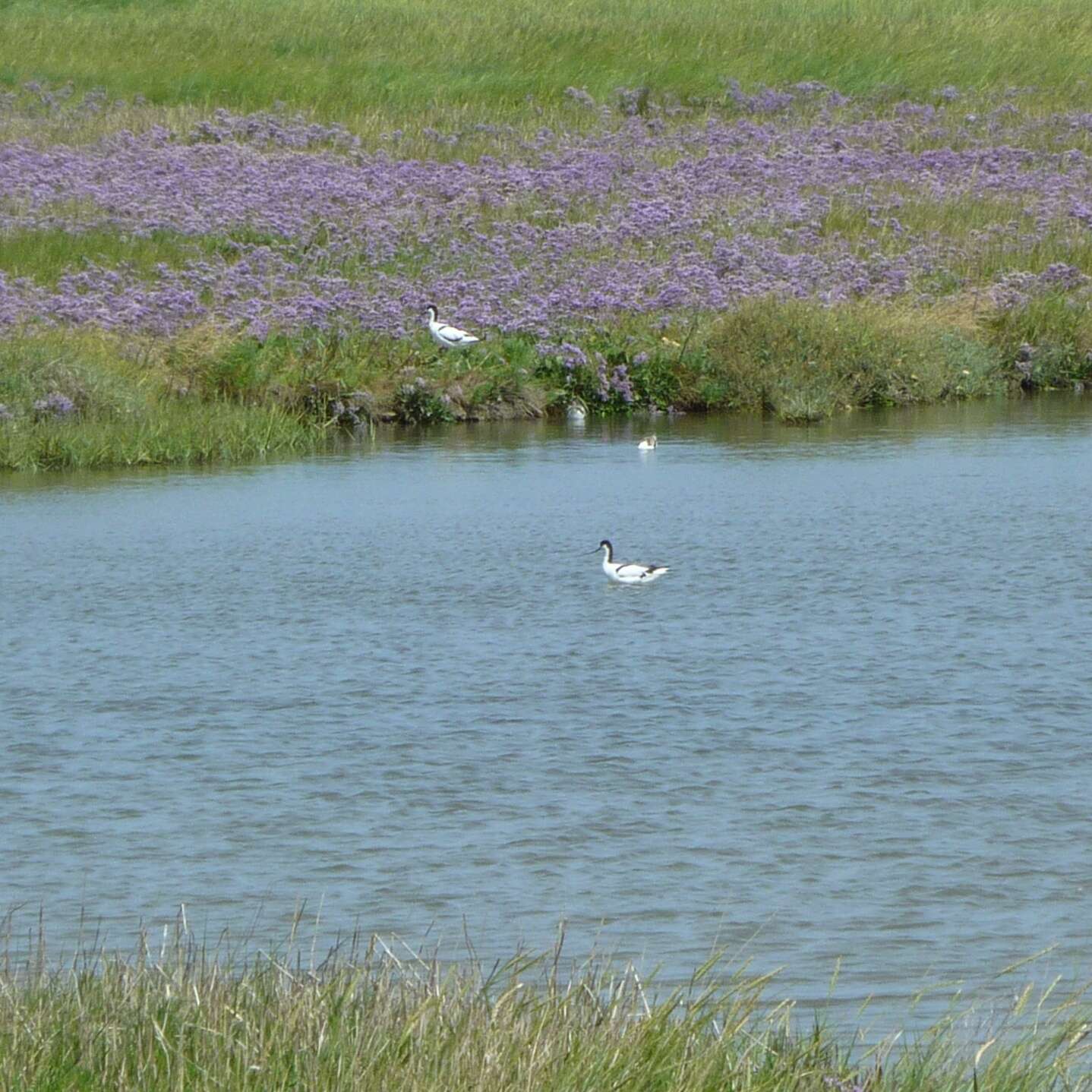 Image de Avocette à tête noire