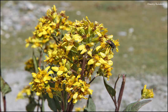 Image of Ligularia thomsonii (C. B. Cl.) Pojark.