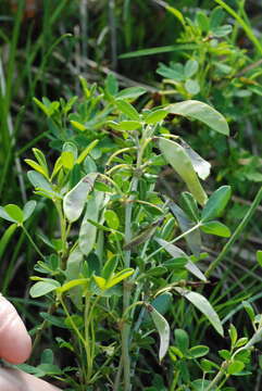 Image de Cytisus emeriflorus Rchb.