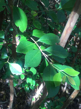 Image of Purple Strawberry Guava