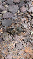 Image of Canadian Cicada