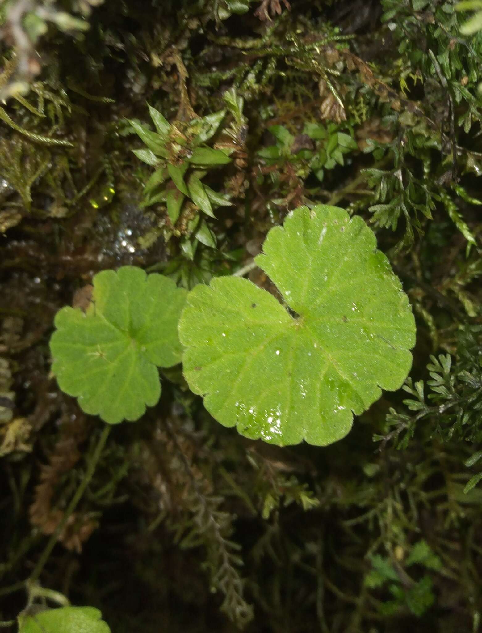 Sibthorpia repens (Mutis ex L.) Kuntze resmi