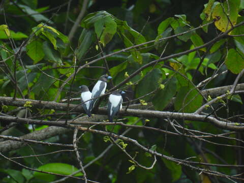 Image of Ivory-backed Woodswallow