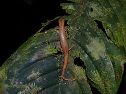 Image of Bolitoglossa peruviana (Boulenger 1883)