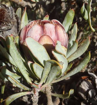 Image of Protea canaliculata Andr.