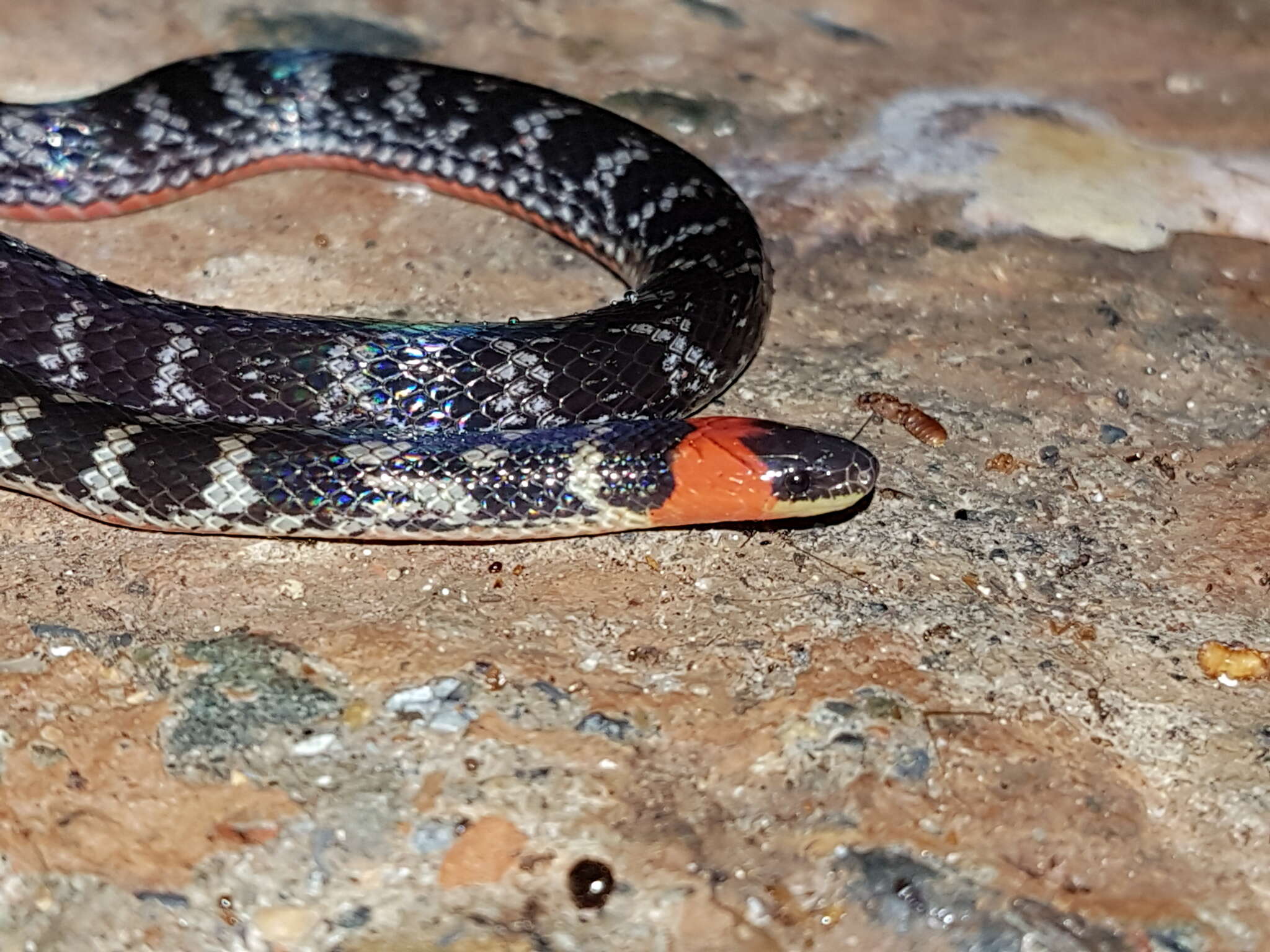 Image of Clark's Ground Snake