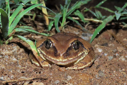 Image of horseshoe forest treefrog