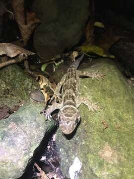 Image of Duvaucel's gecko