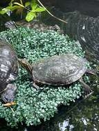 Image of Trachemys venusta uhrigi Mccord, Joseph-ouni, Hagen & Blanck 2010