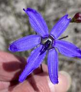 Image of Agrostocrinum scabrum (R. Br.) Baill.