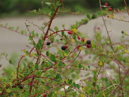 Image of Berchemia lineata (L.) DC.