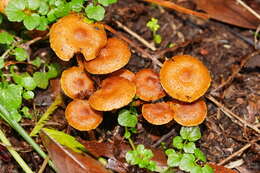 Image of Pholiota squarrosipes Cleland 1933