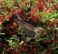 Image of Black-billed Koel