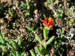 Image of Delosperma ornatulum N. E. Br. ex Stapf