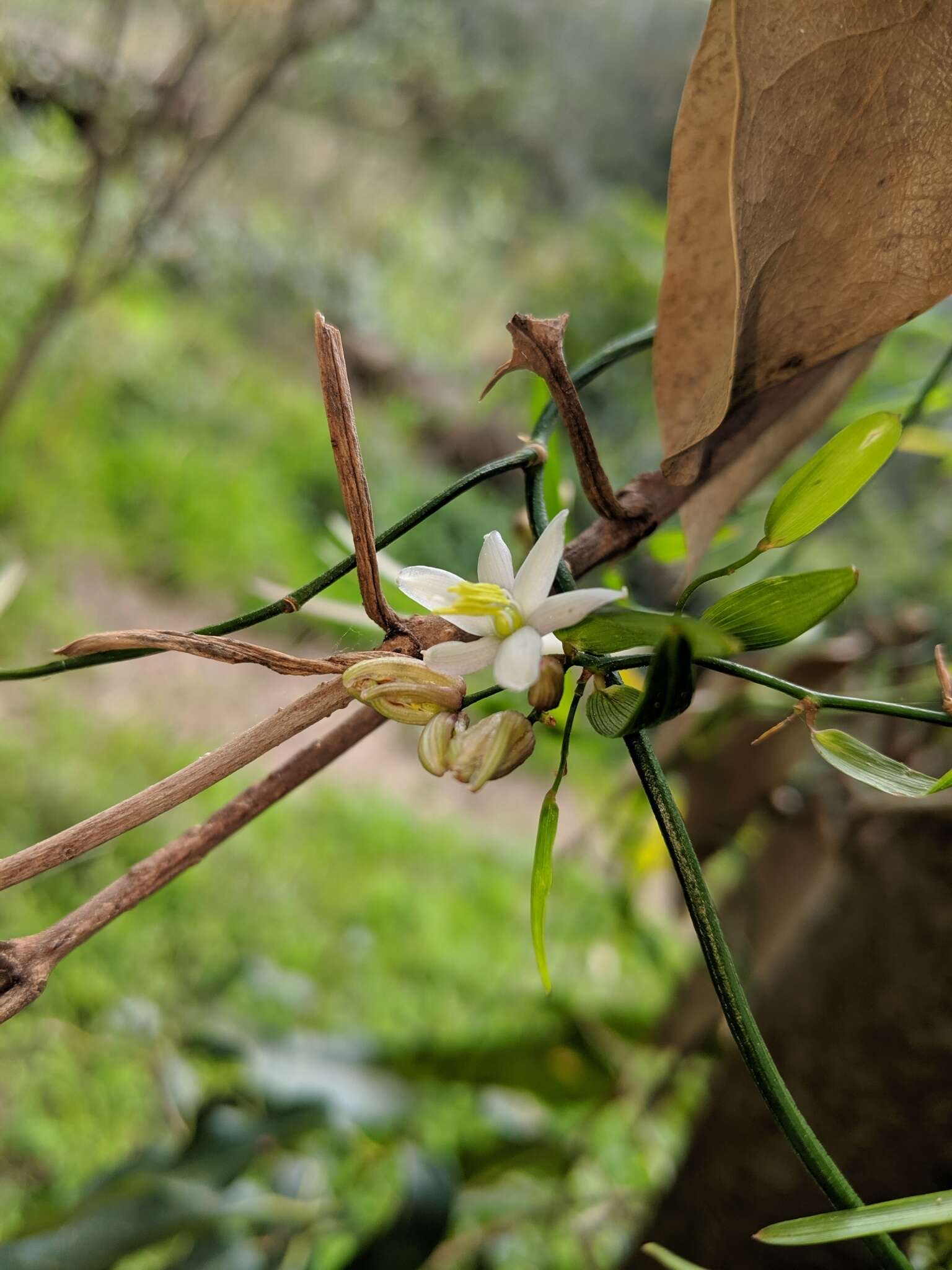 Image of Geitonoplesium