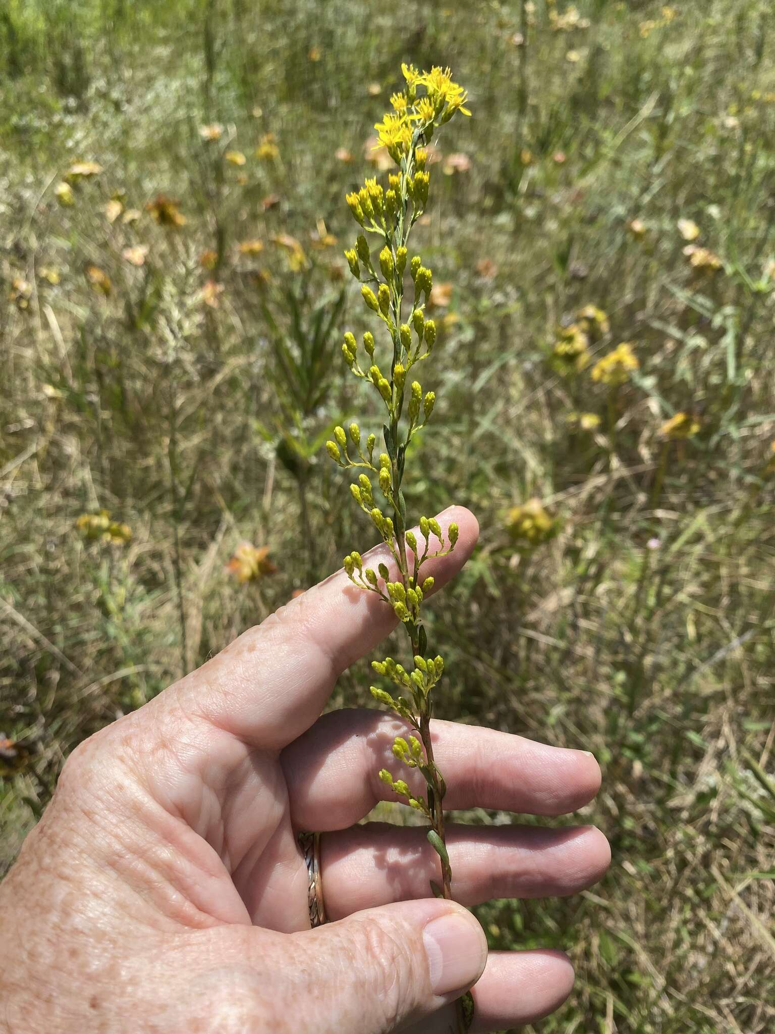 Image of Virginia Goldenrod