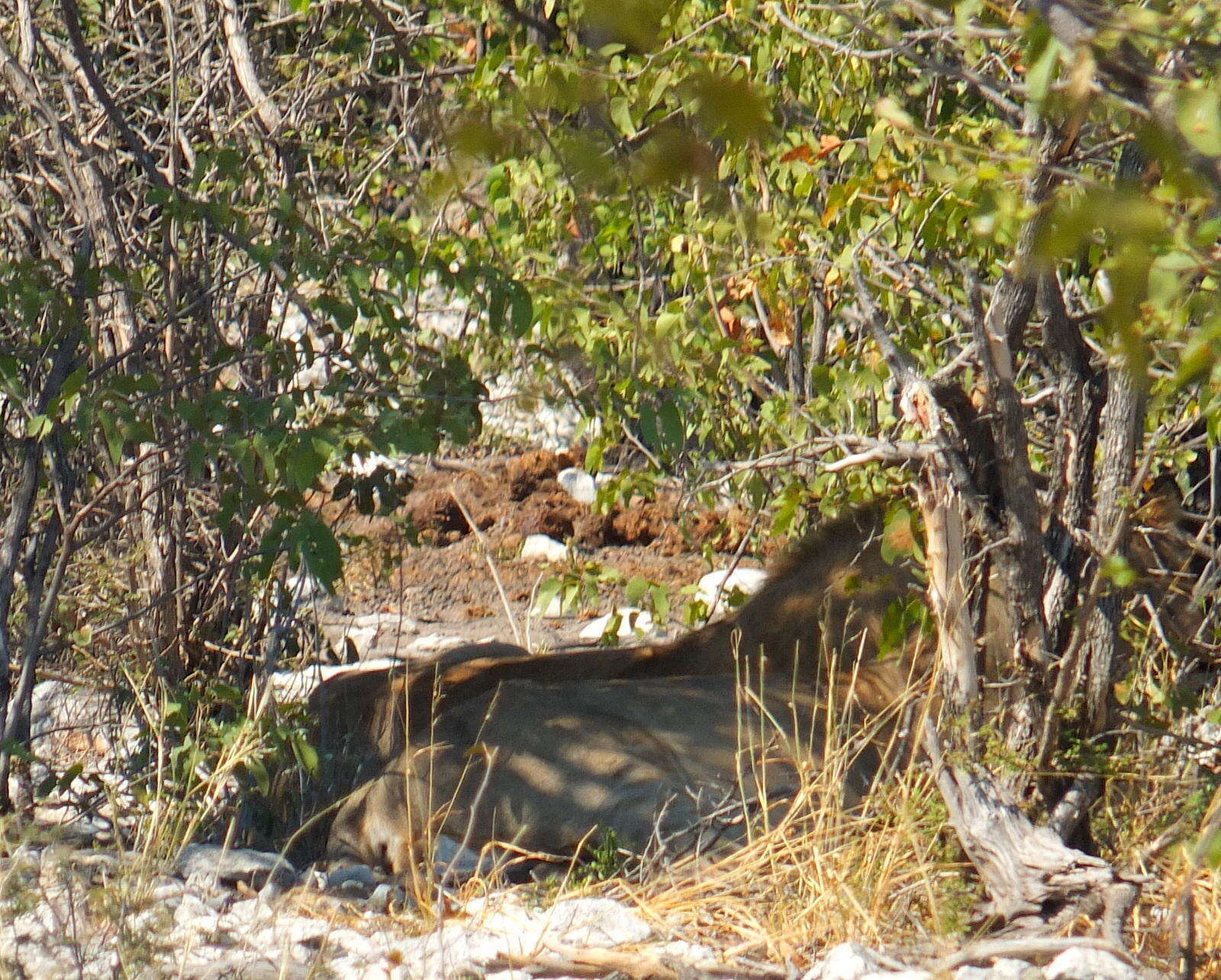 Imagem de Pantherinae