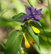 Слика од Melampyrum nemorosum L.