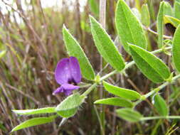 Plancia ëd Psoralea monophylla (L.) C. H. Stirt.