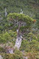 Image of Pencil Pine