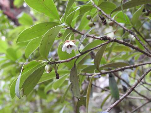 Imagem de Ternstroemia lineata subsp. chalicophila (Loes.) B. Bartholomew