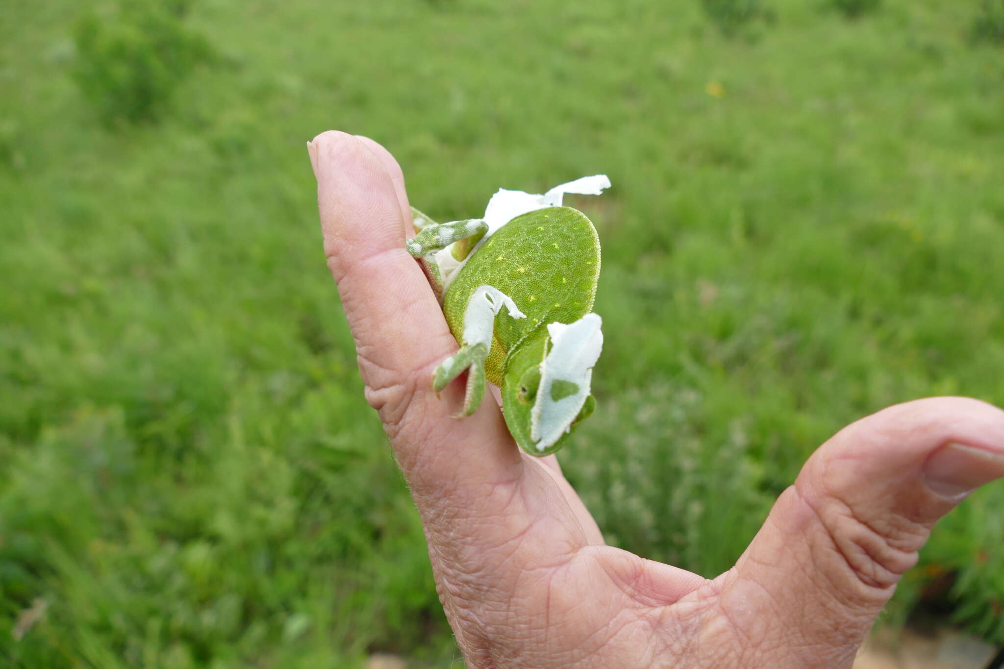 Image of Double-scaled Chameleon