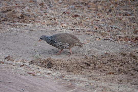 Image of Hildebrandt's Francolin