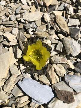 Image of Ranunculus scrithalis P. J. Garnock-Jones