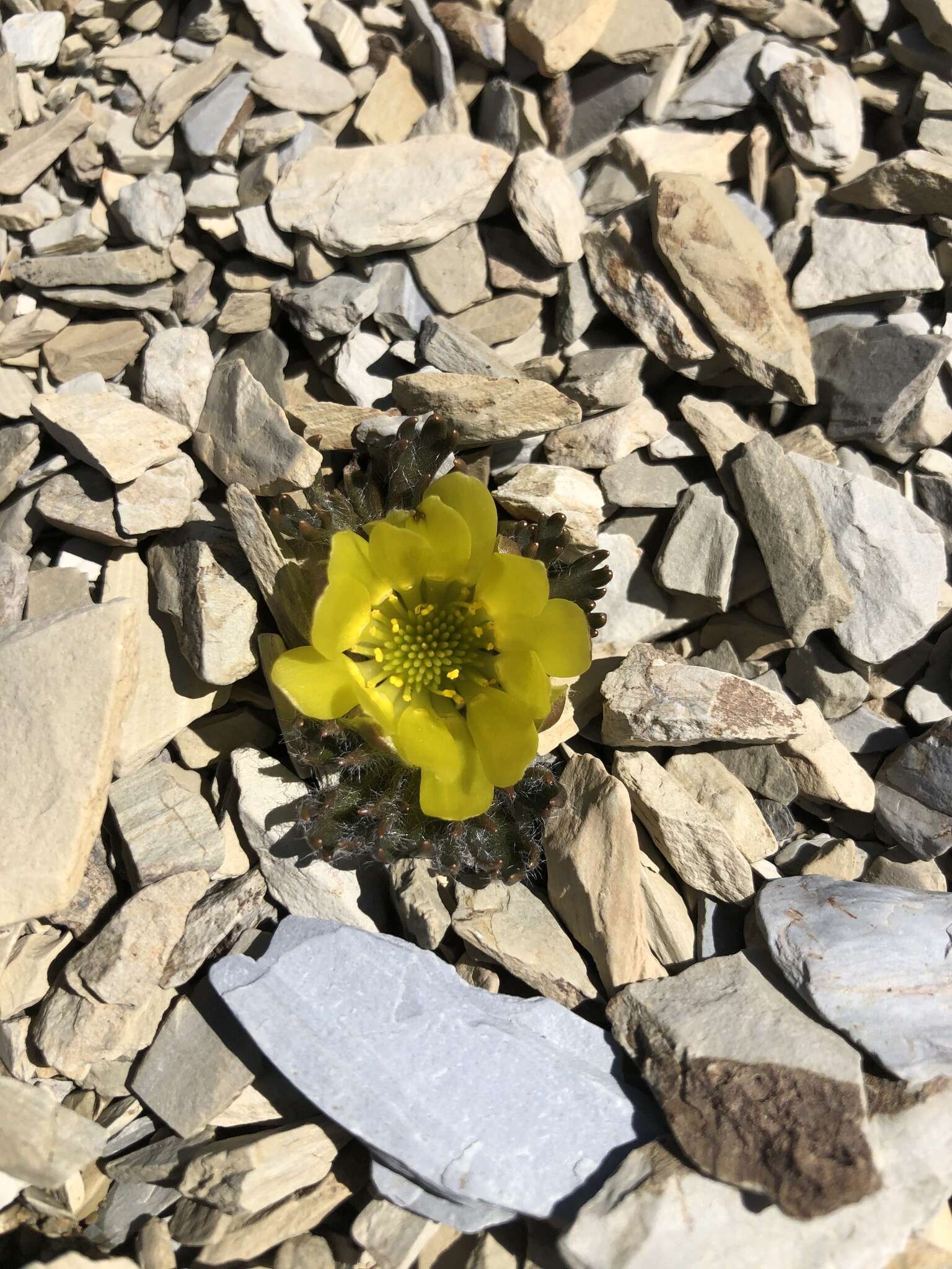 Слика од Ranunculus scrithalis P. J. Garnock-Jones