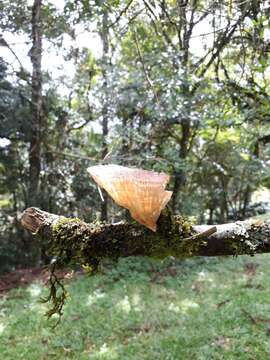 Image of Cymatoderma caperatum (Berk. & Mont.) D. A. Reid 1956