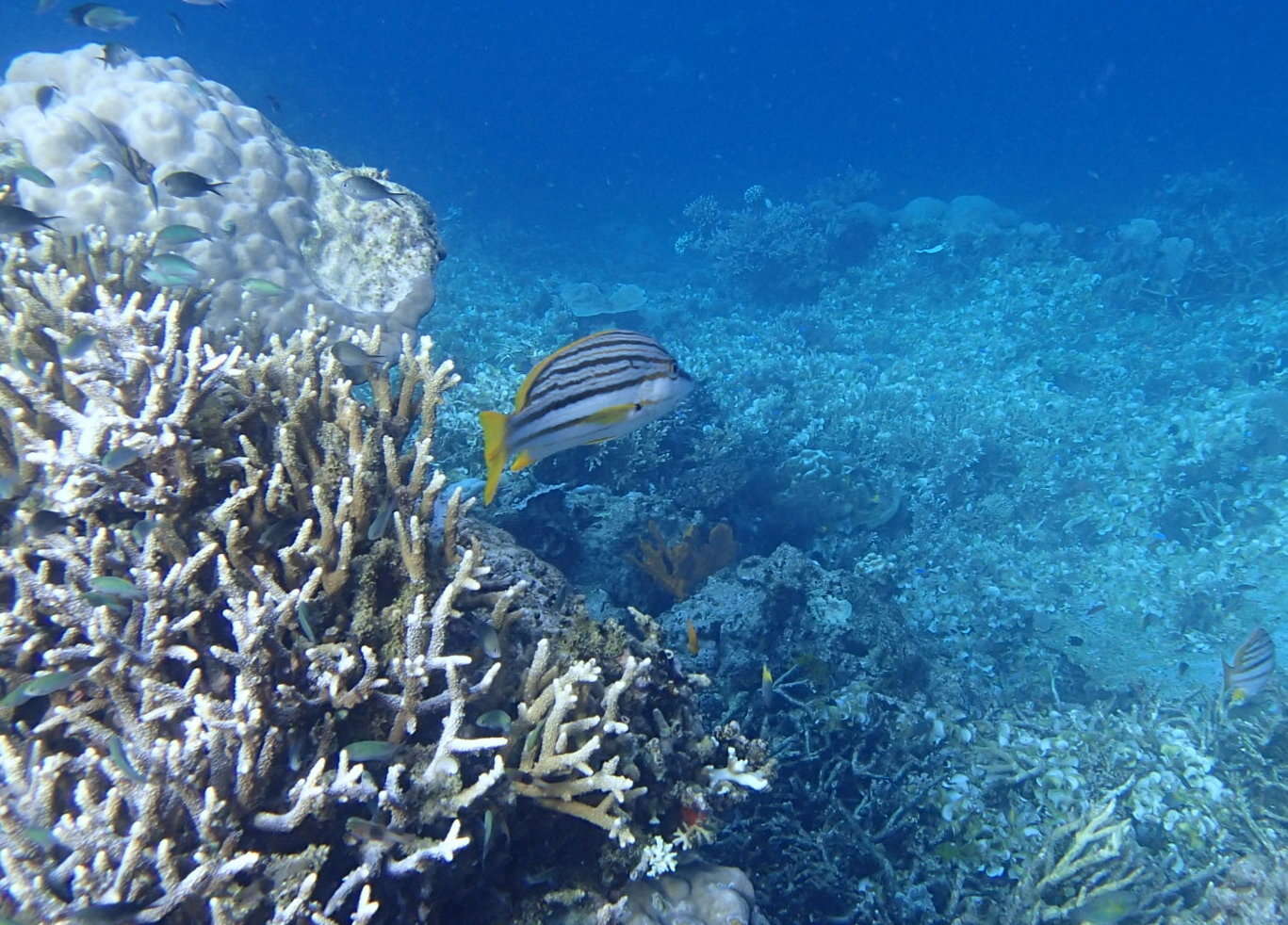 Image of Spanish flag snapper