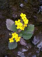 Plancia ëd Primula floribunda Wall.