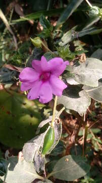 Image of Broad-petaled Balsam