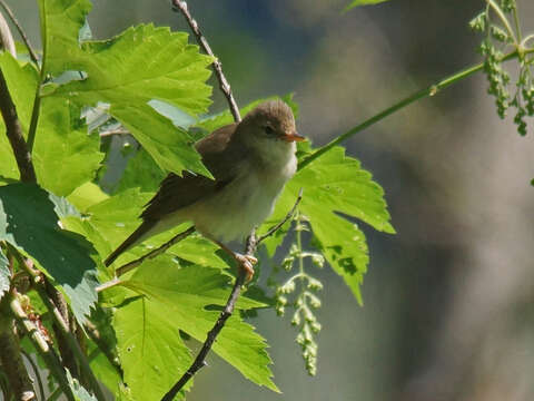 Image of Marsh Warbler