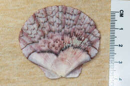 Image of Bermuda sand scallop