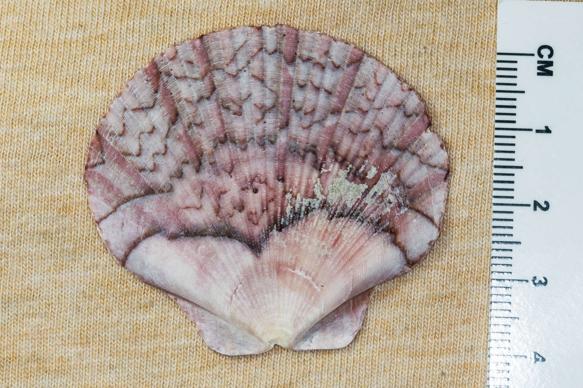 Image of Bermuda sand scallop