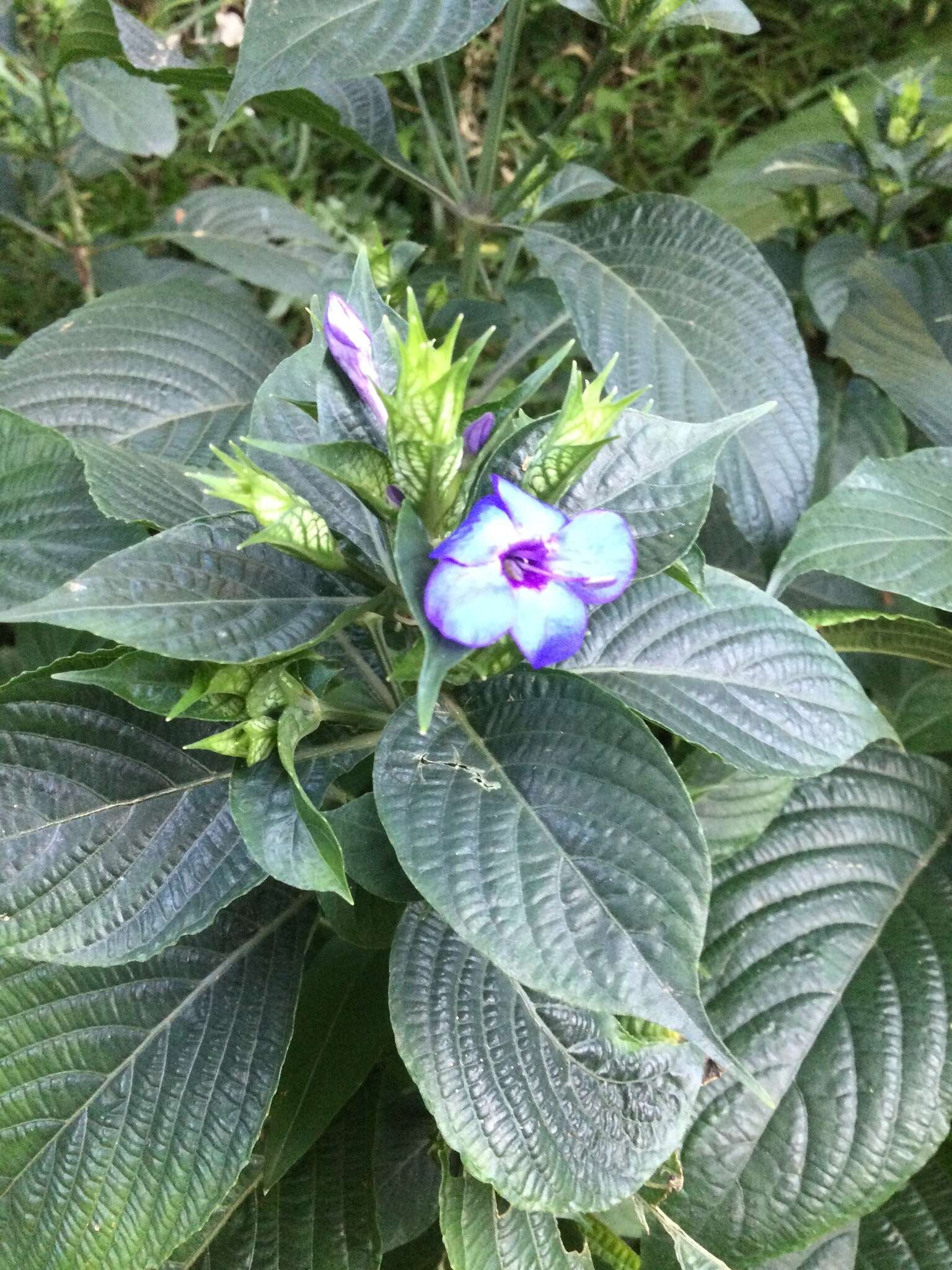 Image of blue-sage