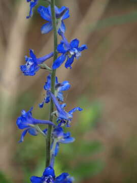 Image of Geyer's larkspur