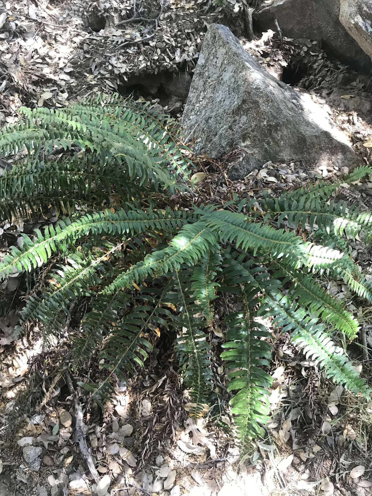 Image of narrowleaf swordfern