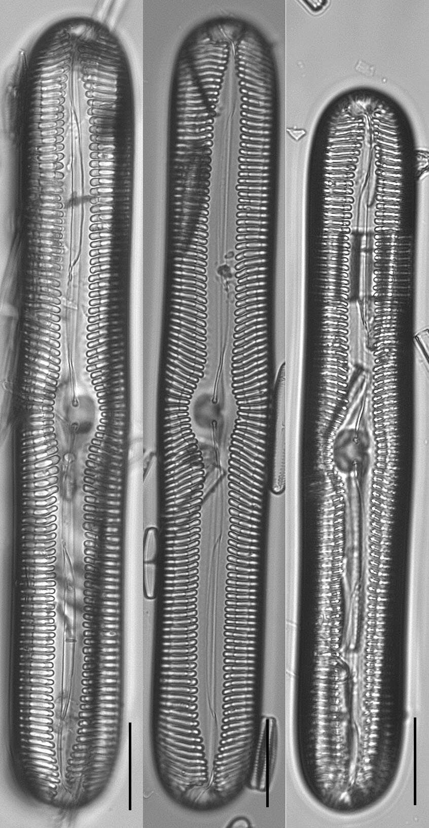 Image of Pinnularia streptoraphe Cleve 1891