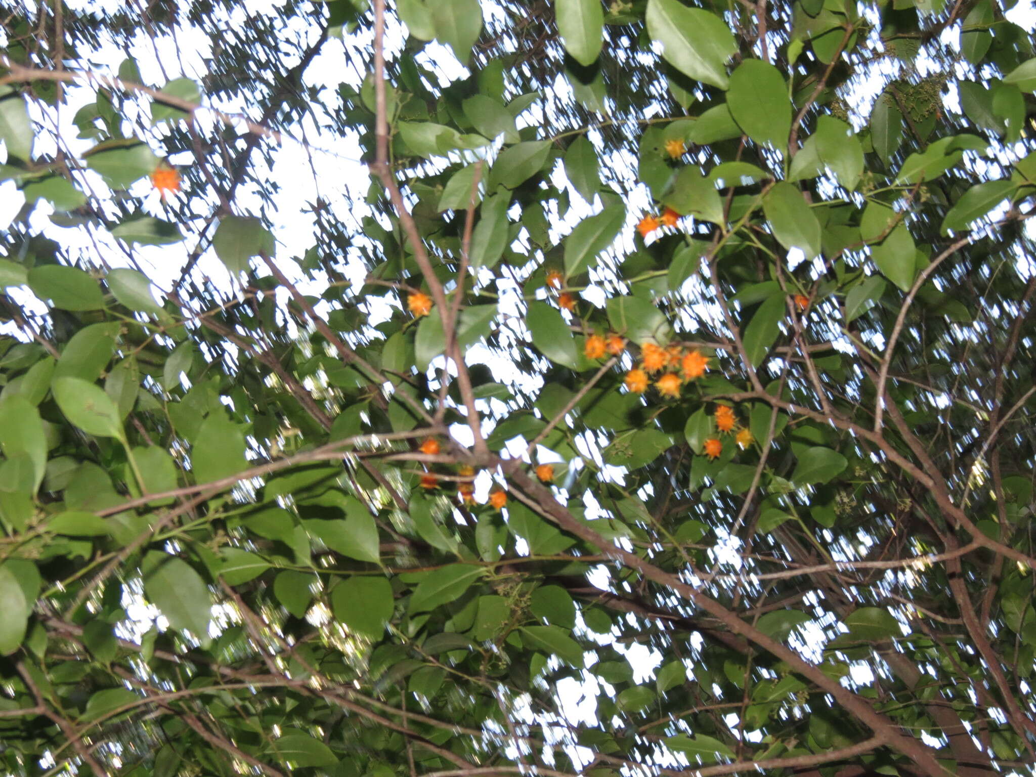 Plancia ëd Pterocelastrus rostratus (Thunb.) Walp.