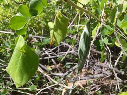 Image of Sonoran milkvine